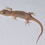 Kenapa Cicak suka Memutus Ekornya? cicak memutus ekor
