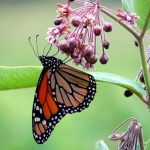 simbiosis mutualisme