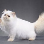 jenis kucing persia