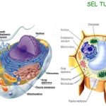 Perbedaan Sel Hewan dan Tumbuhan perbedaan sel hewan dan tumbuhan