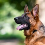 Jenis Anjing Gembala yang Populer di Dunia anjing gembala