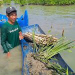 Kisah Ihwanudin Melawan Abrasi dengan Mangrove Saat Desa Bedono Tenggelam oleh Laut ikhwanuddin pelindung abrasi mangrove