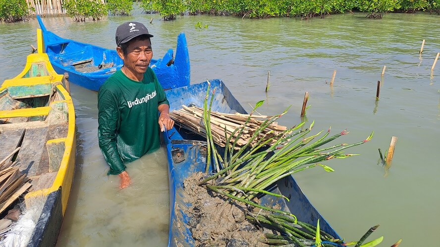 ikhwanuddin pelindung abrasi mangrove